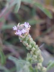 Verbena supina