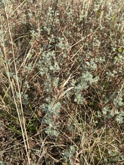 Artemisia messerschmidtiana