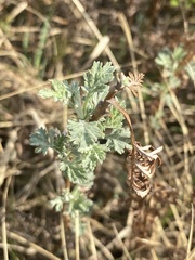 Artemisia messerschmidtiana