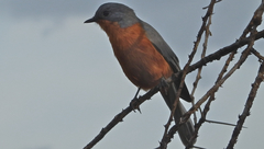 Melaenornis semipartitus