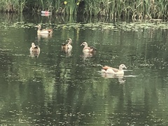 Alopochen aegyptiaca