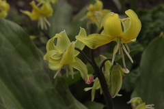 Erythronium tuolumnense