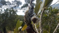 Borocera madagascariensis