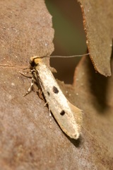 Tinea trinotella