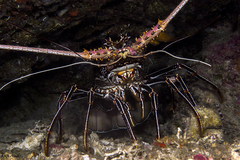 Panulirus femoristriga