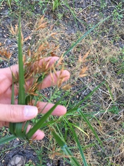 Rhynchospora corniculata