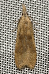 Dichomeris derasella