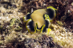 Pseudoceros jebborum