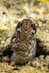 Gymnothorax zonipectis