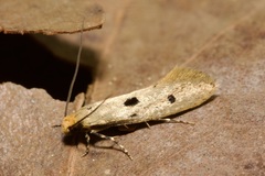 Tinea trinotella