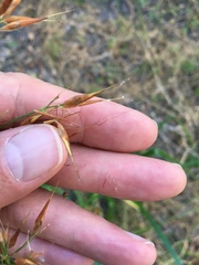 Rhynchospora corniculata