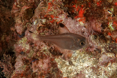 Pempheris adspersa