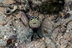 Amblyeleotris guttata