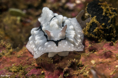 Phyllidiopsis shireenae