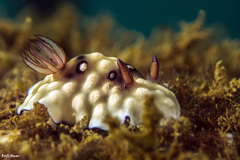 Goniobranchus hintuanensis