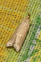 Helcystogramma albinervis