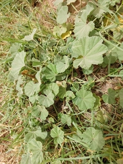 Malva parviflora