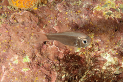 Optivus elongatus