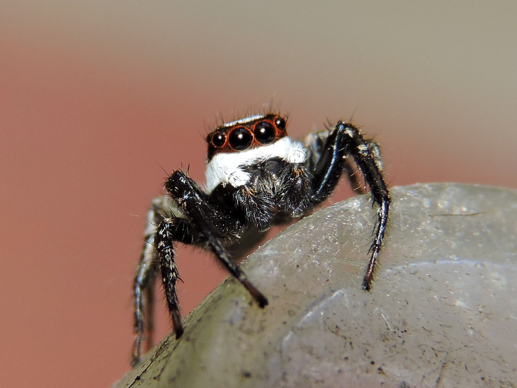 Leptofreya ambigua