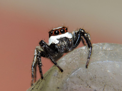 Leptofreya ambigua