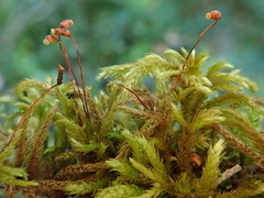 Plasteurhynchium striatulum