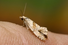 Cochylidia heydeniana