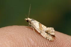 Cochylidia heydeniana