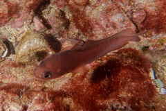 Pseudophycis breviuscula