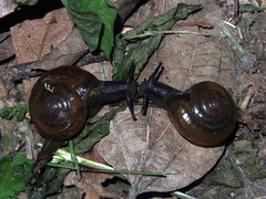 Macrochlamys nitidissima