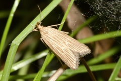 Helcystogramma albinervis