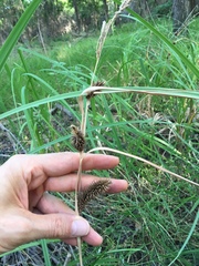 Carex hyalinolepis