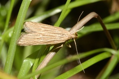 Helcystogramma albinervis