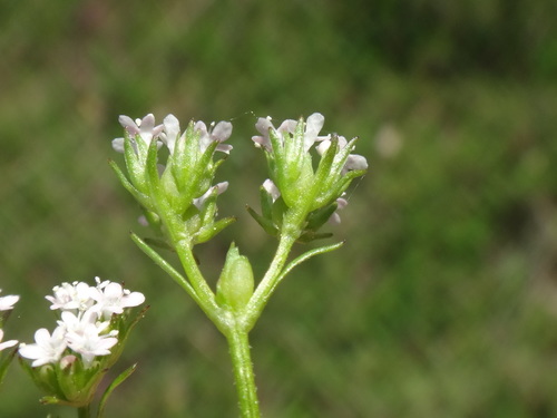 valeriánka zúbkatá (Valerianella dentata)
