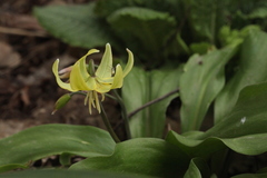 Erythronium tuolumnense
