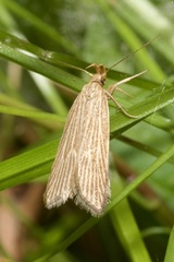Helcystogramma albinervis
