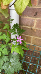 Geranium robertianum