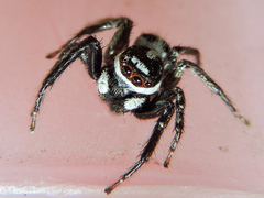 Leptofreya ambigua