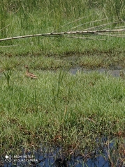 Anas platyrhynchos