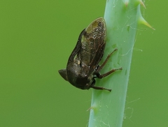 Centrotus