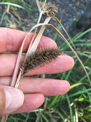 Carex hyalinolepis