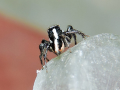 Leptofreya ambigua