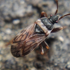 Taphropeltus nervosus