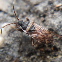 Taphropeltus nervosus