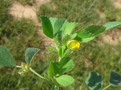 Medicago truncatula