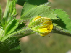Medicago truncatula