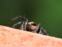 Leptofreya ambigua