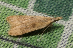 Dichomeris derasella