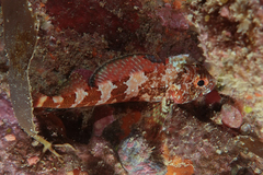 Karalepis stewarti
