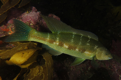 Odax pullus