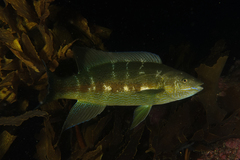 Odax pullus